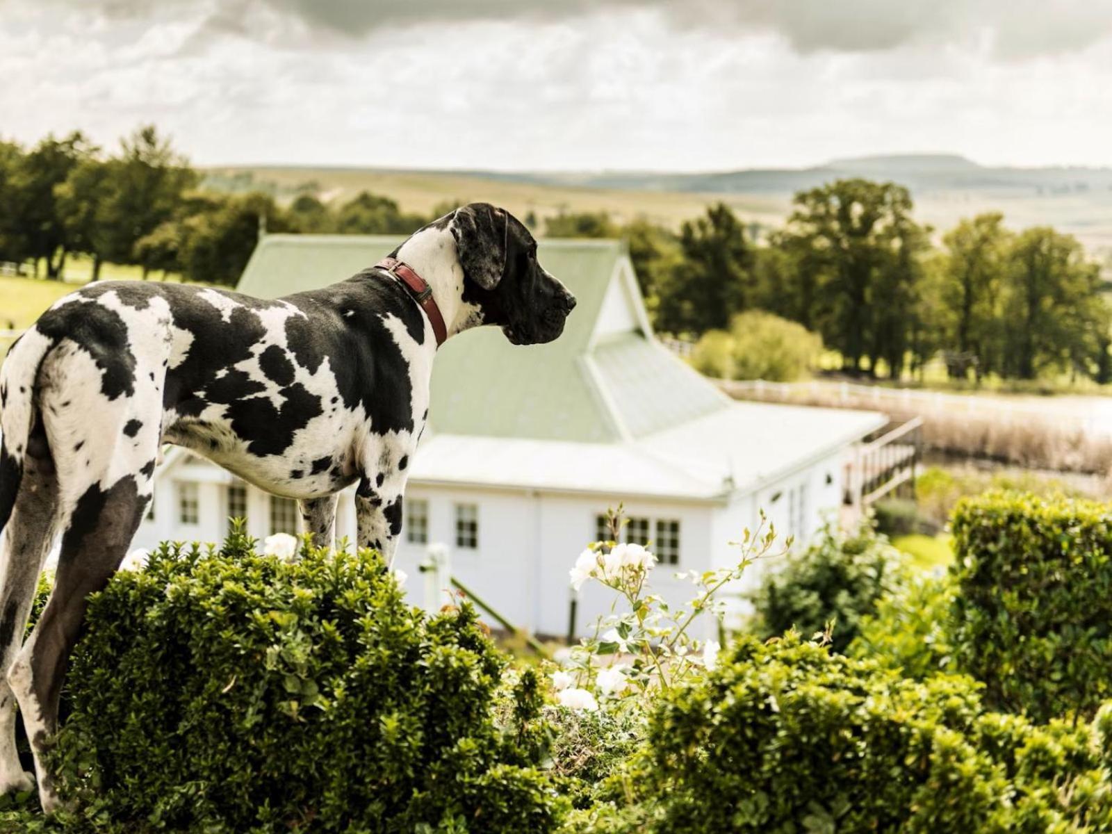 Oaklands Farm Stay Van Reenen Exterior foto