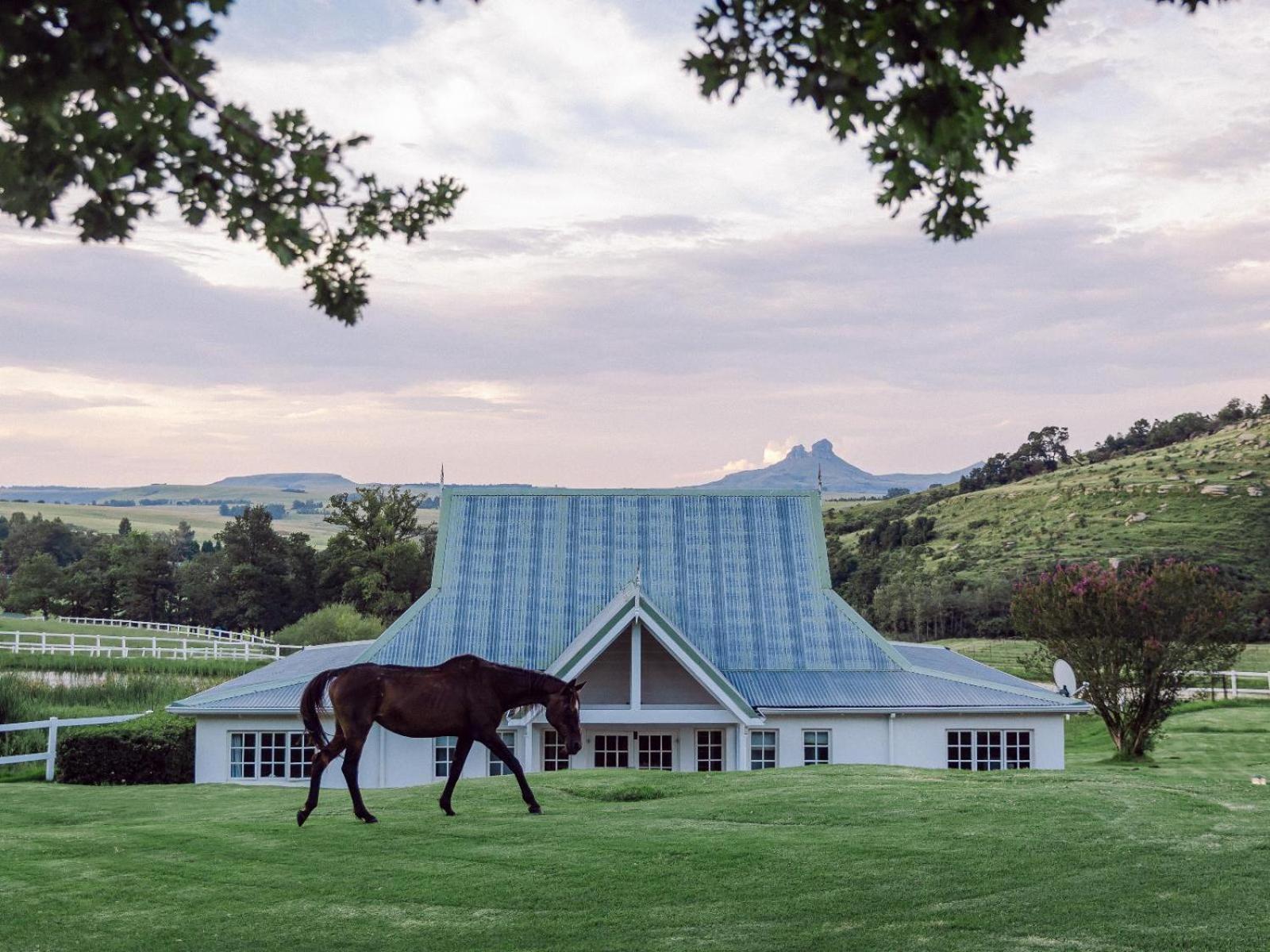 Oaklands Farm Stay Van Reenen Exterior foto